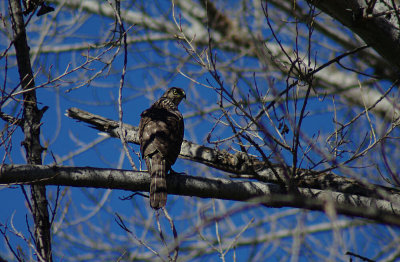02-20-11 sharp shinned hawk IMGP6209.JPG
