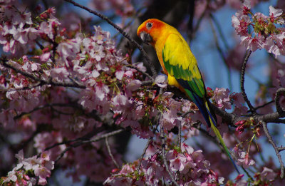 02-20-11 sun conure PET IMGP6004.JPG