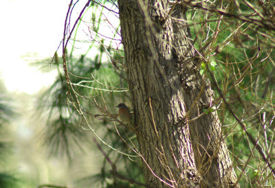 sunday_birding