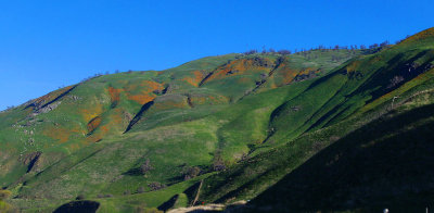 sequoia_national_park