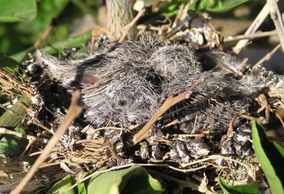 04-25-06 dove nestlings1.jpg