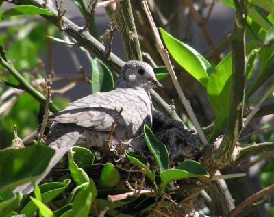 04-27-06 doves.jpg