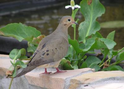 mourning_dove