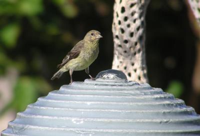 06-21-06 thirsty goldfinch.jpg