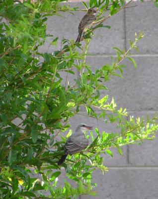 western_kingbird