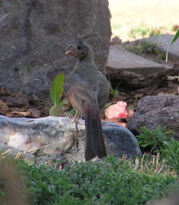 pyrrhuloxia