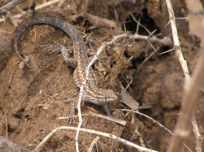07-27-06  lizard.jpg