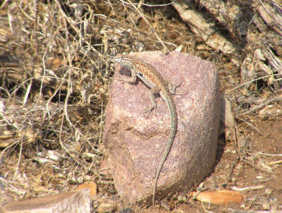 07-27-06 lizard2.jpg