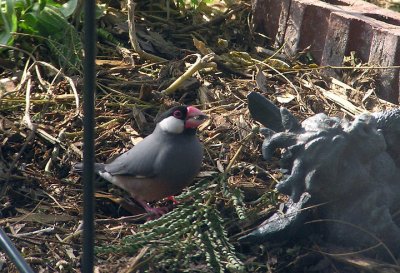 09-05-06 java rice finch1.jpg