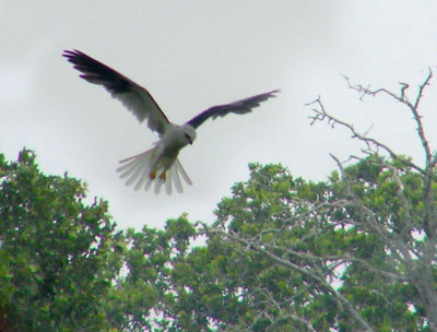 white_tailed_kite
