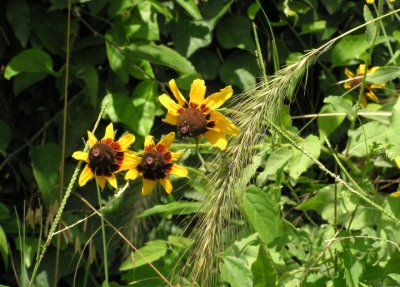flowers