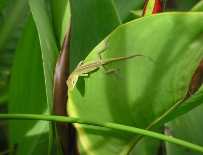 anole
