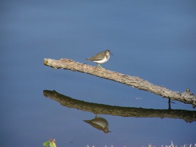 shorebirds