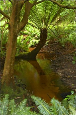 Lilly Pilly Gully
