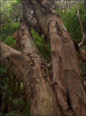 Lilly Pilly Gully