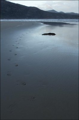 Tidal River