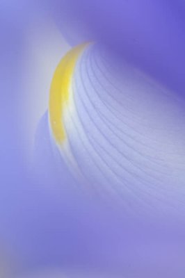 04/10/11 - Iris Abstraction (in-camera, not in-Photoshop)