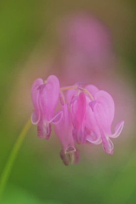 04/24/11 - Bleeding Hearts - Orton Technique