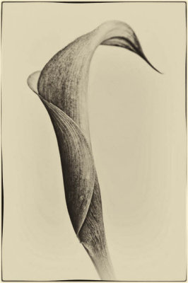 06/07/11 - Calla Lily