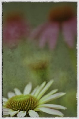 06/14/11 - Yet Another Coneflower Arrangement