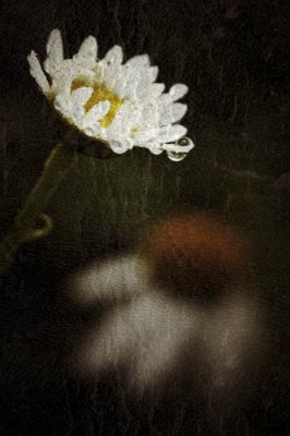 06/19/11 - Daisy, Water Drops (& coneflower)