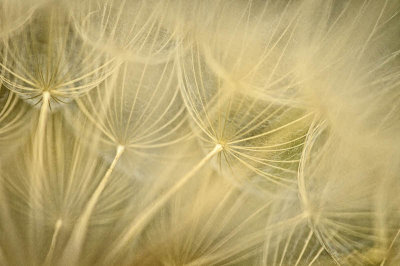 06/23/11 - Goat's Beard Macro