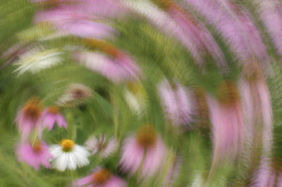 06/26/11 - Cone Flower Swirl (multiple exposure)