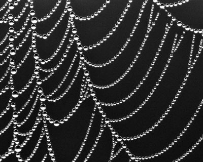 07/11/11 - Your Basic Spider Web