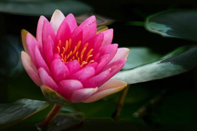 07/20/11 - Water Lily