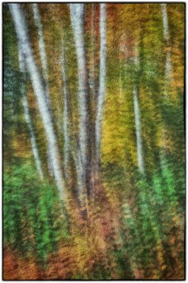 08/01/11 - Birch Forest (multiple exposure)