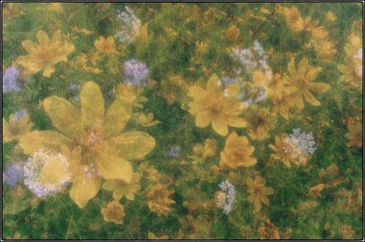 09/03/11 - Wild Flower Bouquet (Multiple Exposure )