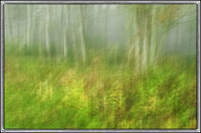 09/25/11 - Painterly Woodland (Multiple Exposure)