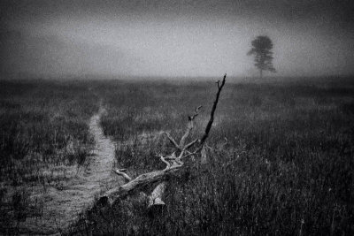 11/24/11 - On the Trail (Big Meadows, Shenandoah NP)