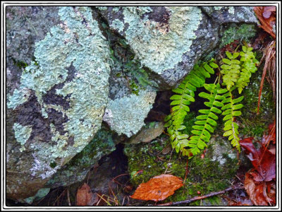 11/25/11 - Boulders, Lichen, Fern, Moss & Autumn Leaves