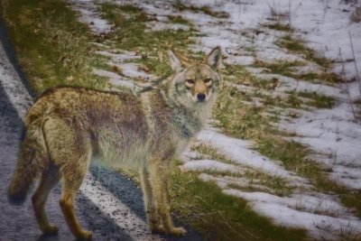 12/31/11 - New Years Day, 2011 (Coyote in Shenandoah NP)