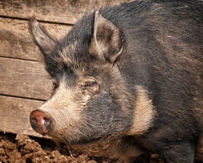 03/16/12 - Oink