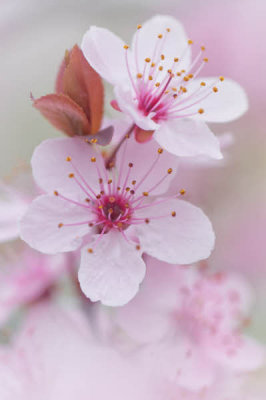 03/17/12 - Flowering Plum