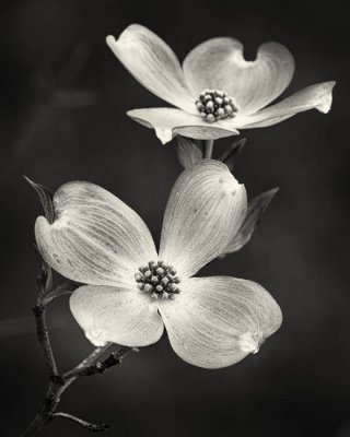 03/31/12 - Dogwood