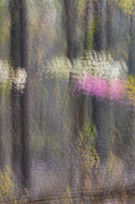 04/03/12 - Spring in the Forest (multiple exposure)