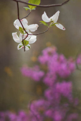 04/05/12 - Dogwood & Redbud (compose for the background)