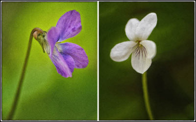 04/28/12 - Violet Duo