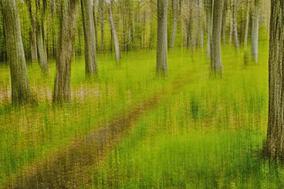 05/10/12 - Woodland Path
