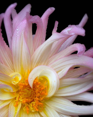 06/13/12 - Just Another Dahlia ;-)