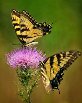 08/19/12 - Eastern Tiger Swallowtails & Thistle