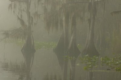 1/30/05 - Cypress in Foggy St Johns River