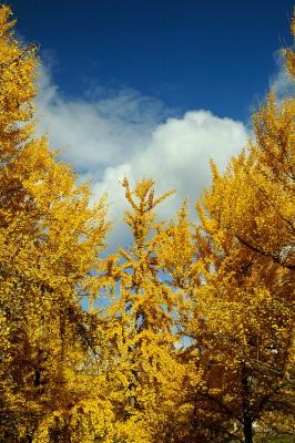 11/11/05 - Ginkgo Grove