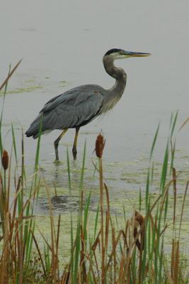 11/18/05 - Great Blue Heron