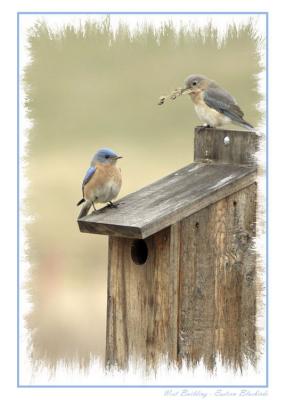 11/20/05 - Eastern Bluebird Note Card