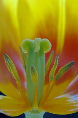 4/25/06 - Inside a Tulip