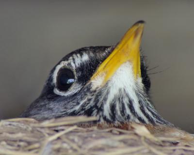 4/27/06 - Nesting Robin, Take 2